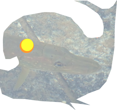 Fisch